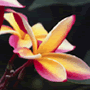 brochure cover thumbnail